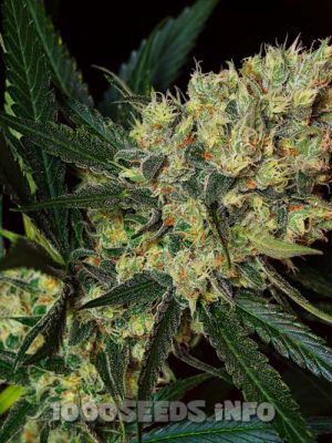 Green Poison - F1 Fast Version (Sweet Seeds), feminised seeds