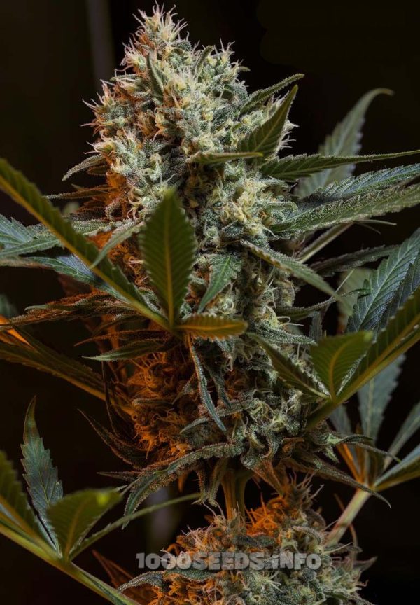 Green Poison - F1 Fast Version (Sweet Seeds), feminised seeds