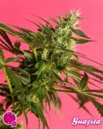 Golo Mix von Philosopher Seeds, 12 feminisierte Samen