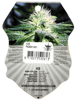 Ice (Royal Queen Seeds), 3 feminised seeds