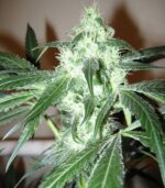 Ice (Nirvana) 10 regular