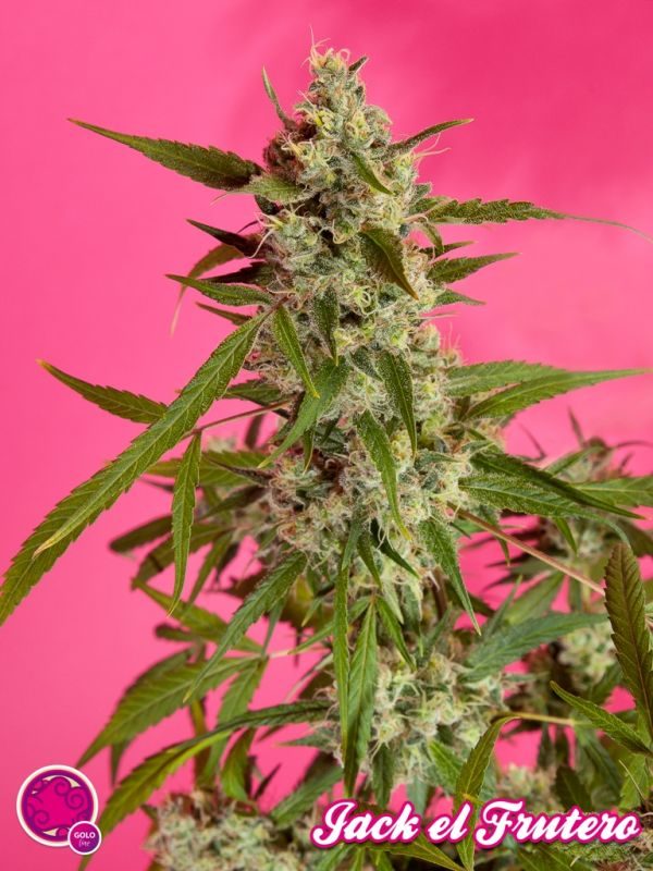 Golo Mix by Philosopher Seeds, 12 feminised seeds