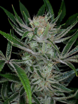 Jack the Ripper (TGA Subcool), 5 oder 10 regular Seeds