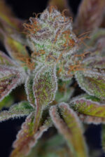 Jacks Cleaner 2 (TGA Subcool), 5 oder 10 regular Seeds