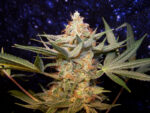 Jacks Cleaner 2 (TGA Subcool), 5 oder 10 regular Seeds