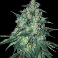 Jekyll Passion (Samsara Seeds), feminisierte Samen