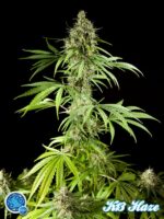 Philo Mix von Philosopher Seeds, 12 feminisierte Samen