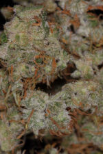 Kaboom (TGA Subcool), 5 oder 10 regular Seeds