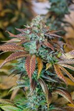 Lemon Kush Headband (Humboldt Seeds), 3 feminisierte Samen