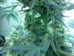 Lost Coast OG (Humboldt Seeds), 3 feminisierte Samen