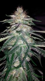 Lost Coast OG (Humboldt Seeds), 3 feminisierte Samen