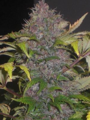 Lowryder #2 von Joint Doctor, 6 oder 10 automatic Seeds