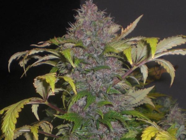 Lowryder #2 by Joint Doctor, 6 or 10 automatic Seeds