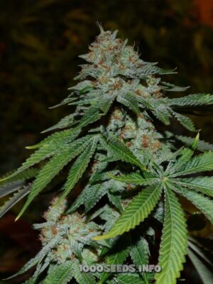 Mango (Bulk Passion) feminisiert