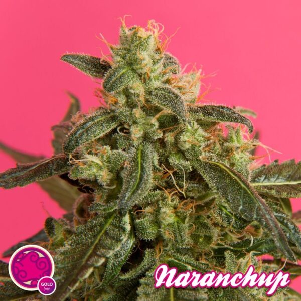 Naranchup (Philosopher Seeds) feminised seeds