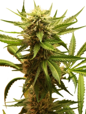 Northern Light (Royal Queen Seeds), 3 feminised seeds