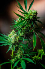 Nurse Jackie (TGA Subcool), 5 oder 10 regular Seeds