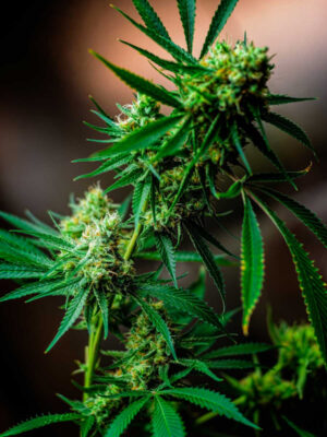 Nurse Jackie (TGA Subcool), 5 oder 10 regular Seeds