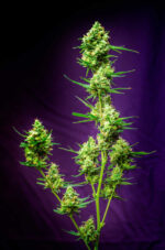 Nurse Jackie (TGA Subcool), 5 oder 10 regular Seeds