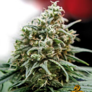 One Love Haze (Positronics), 6 feminisierte Samen + Bonus CD