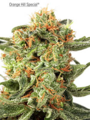 Orange Hill Special (Dutch Passion), 3 feminised seeds