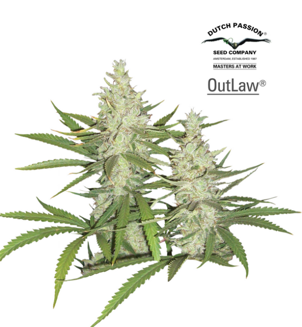 Outlaw (Dutch Passion), 3 feminised seeds