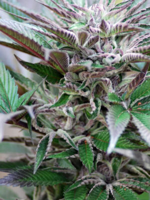 Panama D.C. (Cannabiogen), 5 feminisierte Samen