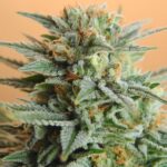 Papaya (Nirvana Seeds), 10 regular Seeds