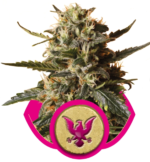 Presidential O.G. (Royal Queen Seeds), 5 feminisierte Samen