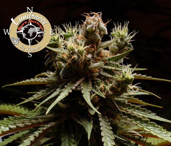 Pure Durban (Landraces by Anesia), 3 feminised seeds