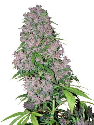 Purple Bud (White Label), 3 oder 5 feminisierte Samen