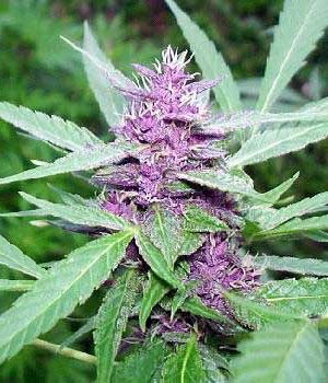 Purple Haze (White Label), 5 semillas feminizadas