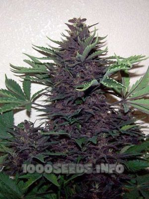 Buddha Purple Kush (Buddha Seeds), feminisierte automatic Samen