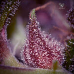 Purps OG (Anesia Seeds), 3 feminisierte Samen