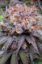 Querkle (TGA Subcool), 5 oder 10 regular Seeds