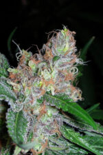 Querkle (TGA Subcool), 5 oder 10 regular Seeds