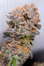 Querkle (TGA Subcool), 5 oder 10 regular Seeds