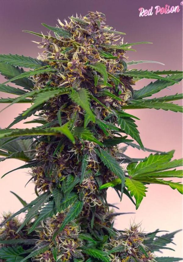 Red Poison Automatic (Sweet Seeds), autoflowering seeds
