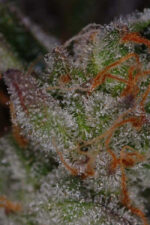 Ripped Bubba (TGA Subcool), 5 oder 10 regular Seeds