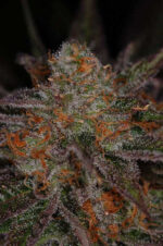 Ripped Bubba (TGA Subcool), 5 oder 10 regular Seeds