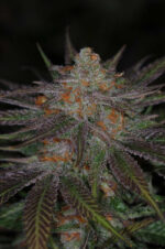 Ripped Bubba (TGA Subcool), 5 oder 10 regular Seeds