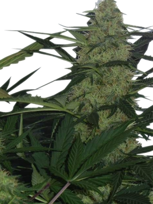 Royal AK Automatic (Royal Queen Seeds), 3 autoflowering seeds