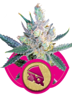 Royal Cheese (Royal Queen Seeds), 3 feminisierte Samen