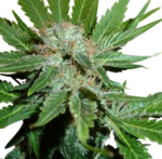 Royal Cheese (Royal Queen Seeds), 3 feminisierte Samen