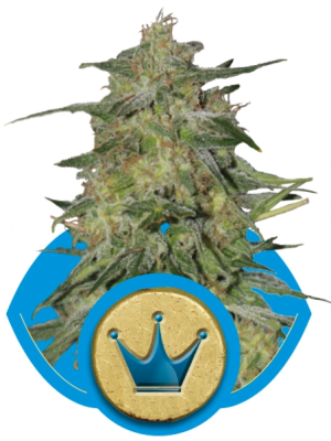 Royal Highness (Royal Queen Seeds), 5 feminised seeds