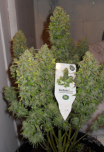StarRyder (Dutch Passion & Joint Doctor), 3 autofeminisierte Samen