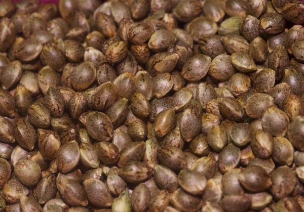 Seedshop 1000Seeds, feminisierte Cannabis-Samen kaufen, automatic Seeds, Bulk Seeds