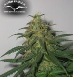 Skunk #1 (Dutch Passion) 10 regular Seeds