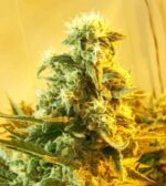 Skunk #1 (Dutch Passion) 10 regular Seeds