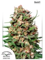 Skunk #1 (Dutch Passion) 10 regular Seeds